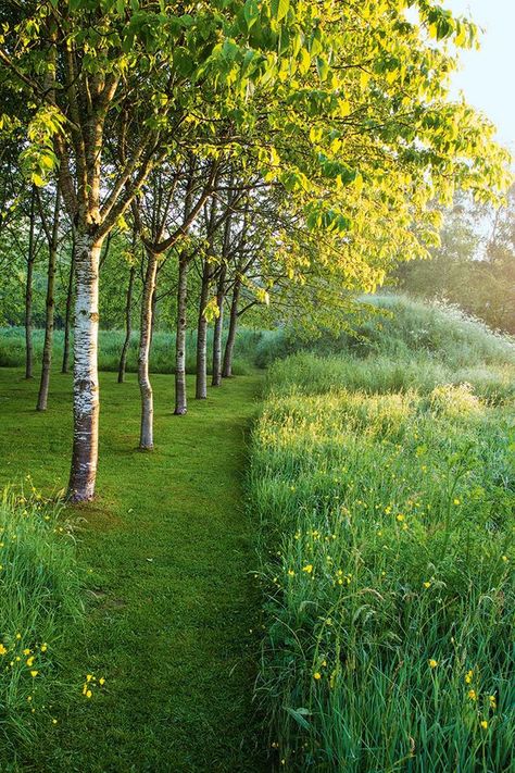 Meadow Garden, English Gardens, Cottage Garden Plants, Longwood Gardens, English Cottage Garden, English Country Gardens, Woodland Garden, Natural Garden, Nature Garden