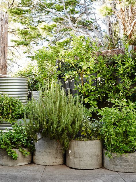 Melbourne Garden, Container Herb Garden, Herb Garden Design, Potted Plants Outdoor, Cement Pots, Have Inspiration, Garden Containers, Courtyard Garden, Veggie Garden