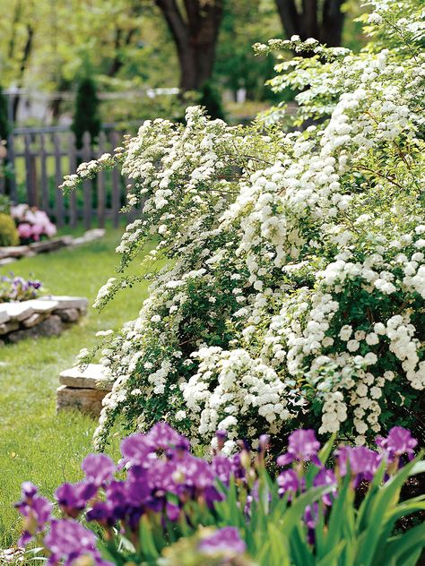 22 Best Plants for Hedges | Better Homes & Gardens Bridal Wreath Spirea, Shrubs For Landscaping, Tall Shrubs, Hydrangea Varieties, Pink Spring Flowers, Evergreen Hedge, Flowering Bushes, Bridal Wreath, Border Plants