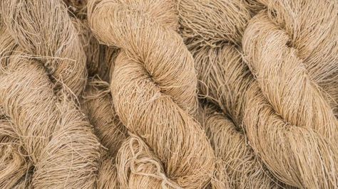 Hemp - Textile Exchange Soil Health, Plant Fibres, Textile Industry, The Plant, Textiles, Design