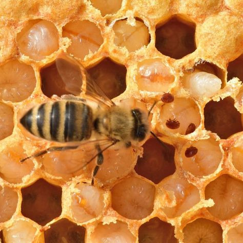 Banish Varroa with Power: Unveiling the Most Effective Products and Methods! 🌿🐝 #varroacontrol #beekeepersguide #pestmanagement #stopvarroa #varroatreatment Bee Colony, Pest Management, Plant Species, Unique Features, Bee Keeping, Ecosystem, The Battle, Nuts, Bee