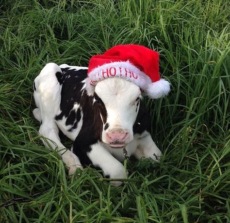 Santa calf Christmas Cow Wallpaper, Cow Wallpaper Iphone, Cow Meme, Cow Wallpaper, Christmas Cow, Fluffy Cows, Baby Cow, Baby Cows