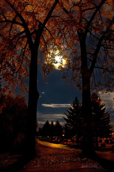 Whatsapp Wallpapers Hd, Moonlight Photography, Fall Night, Autumn Magic, Night Forest, Night Moon, Autumn Night, Moon Photography, Autumn Scenes