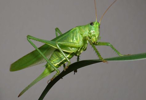 Grasshopper Pictures, Grasshopper Images, Pictures Of Insects, The Giant Peach, Insect Photography, Food Web, Dream Meanings, Praying Mantis, Arachnids