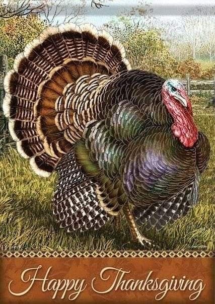 Thanksgiving Turkey Pictures, Happy Thanksgiving Wallpaper, Turkey Drawing, Thanksgiving Flag, Fall Gourds, Turkey Painting, Turkey Images, Happy Thanksgiving Turkey, Turkey Art