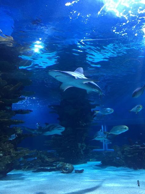 Tropicarium Budapest, Ocean Life Aesthetic, Sea Core Aesthetic, Marine Wallpaper, Sea Life Wallpaper, Aquarium Pictures, Self Sustaining, Shark Pictures, Fauna Marina