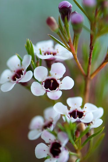 Geraldton Wax Flowers by Renee Hubbard Fine Art Photography Geraldton Wax Flower, Nz Flowers, Jocelyn Proust, Plant Sketches, Gum Leaves, Australian Native Garden, Australian Wildflowers, Wax Flower, Australian Flowers