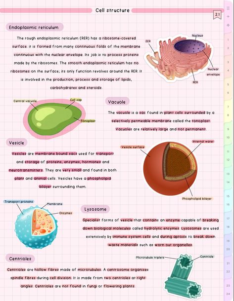 #cute #aesthetic #biology #notes #study #student Aesthetic Biology Notes, Enzymes Biology, Cell Notes, Aesthetic Biology, Cell Biology Notes, Biology Topics, Nursing School Studying Cheat Sheets, Bio Notes, Science Revision