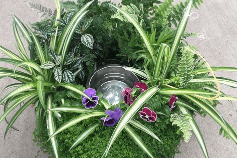 Mother Nature | How to Make a Dog Bowl Planter Water Bowl Planter, Dog Drinks, Dog Friendly Plants, Dog Water Bowl, Succulent Potting Mix, Dog Water Fountain, Can Water, Creeping Phlox, Decorative Pebbles