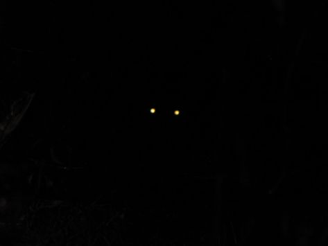 Glowing Cat Eyes Shadow Creature Aesthetic, Creepy Glowing Eyes, Animal Eyes In The Dark, Shadow Monster Aesthetic, Cat Eyes In The Dark, Eyes Watching You, Glowing Eyes Aesthetic, Glowing Eyes In The Dark, Eyes In Darkness