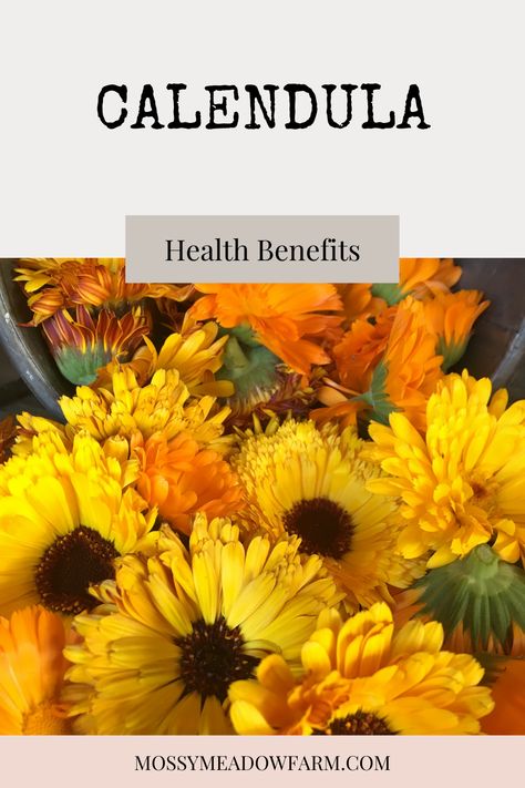 Benefits Of Calendula For Skin, Benefits Of Calendula, Pagan Lifestyle, Calendula Benefits, Blood Sugar Diet, Types Of Skin, Health Nut, Daily Health Tips, Natural Preservatives