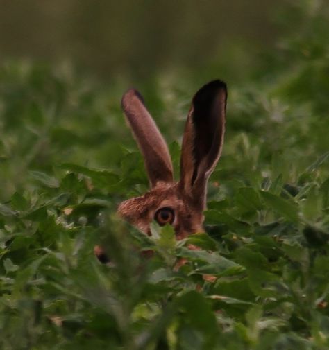 Hare Aesthetic, Rabbit Aesthetic, Dragon Age Characters, Carnival Of The Animals, Brown Rabbit, Hunter Games, Rabbit Run, Jack Rabbit, Honey Bunny