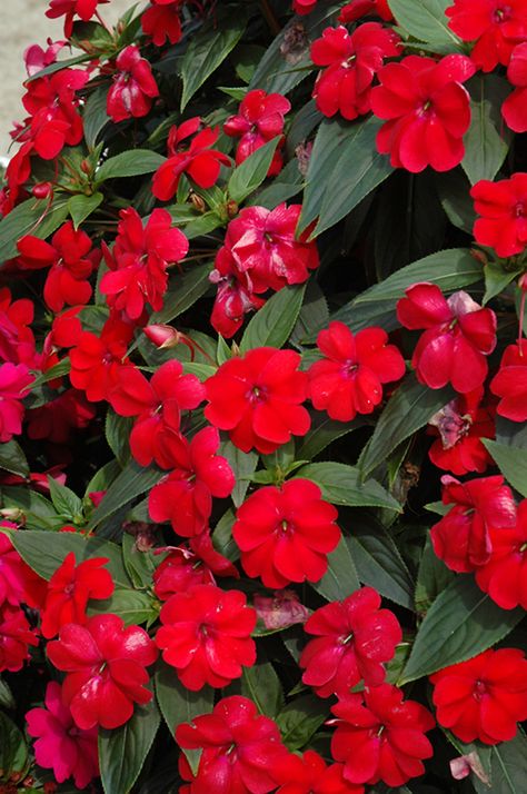 Big Bounce Red Impatiens (Impatiens 'Balbiged') at New Garden Landscaping & Nursery Impatiens Flowers, Big Bounce, Landscape Nursery, New Garden, Big Garden, Winston Salem, Bedding Plants, Types Of Soil, Container Plants