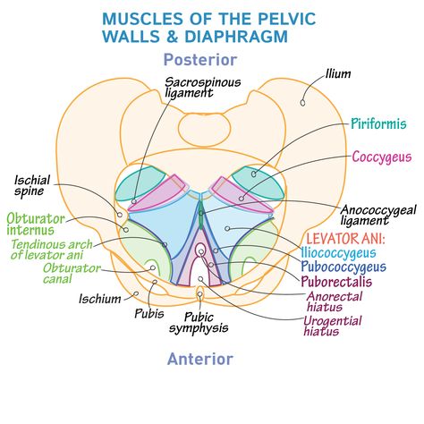 Pelvic Girdle Femur Key Points: • The muscles of the pelvis form a bowl that provides structure and support for the pelvic organs. • Two muscles form the pelvic walls: Obturator internus and piriformis. Obturator internus: • Originates on the o Pelvic Girdle Anatomy, Pelvic Anatomy, Pelvic Diaphragm, Pelvis Anatomy, Levator Ani, Pelvic Girdle, Gross Anatomy, Pelvic Organ Prolapse, Medicine Notes