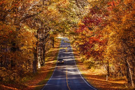 The Ultimate 2021 Fall Foliage Camping Road Trip Fall Foliage Road Trips, Virginia Fall, Fall Road Trip, Skyline Drive, Shenandoah National Park, Scenic Byway, Park Ranger, Fall Travel, Road Trip Fun