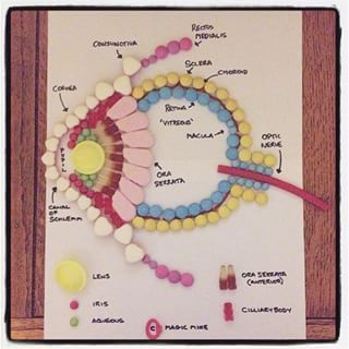 This is literally eye candy. | This Med Student Created The Insides Of The Human Body Out Of Candy Human Body Projects, Human Body Activities, Biology Projects, Eye Anatomy, Human Body Unit, Biology Lessons, Science Projects For Kids, Med Student, Homeschool Science