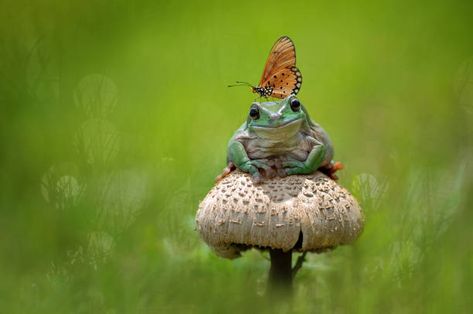 Frog With Mushroom Hat, Hat Sketch, Frog With Mushroom, Mushroom Butterfly, Frog Mushroom, Frog Frog, Mushroom Hat, The Mushroom, A Frog