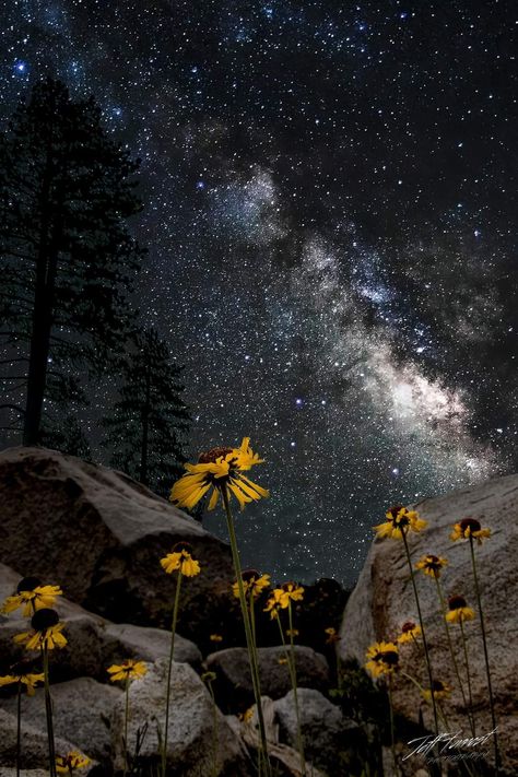 Flowers under the stars Sierra National Forest. August 2022. Under The Stars, National Forest, Solar System, Planets, Solar, Forest, Stars, Flowers