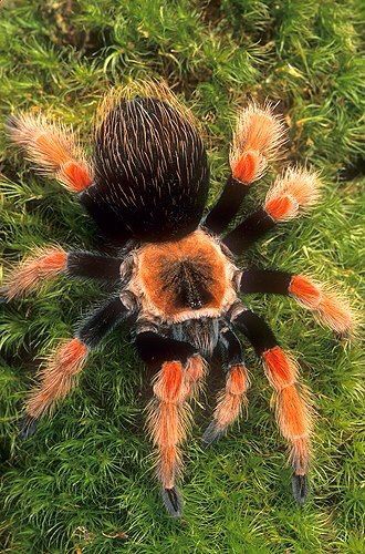 Tarantula Arachnids Spiders, Spiders And Snakes, Cool Insects, Cool Bugs, Beautiful Bugs, Creepy Crawlies, Arthropods, Arachnids, Bugs And Insects