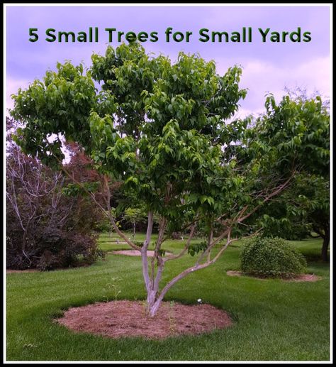 One of the most common questions we get in the spring is do you have small trees? Let’s take a look at 5 small trees for the garden. Short Trees For Landscaping, Small Trees For Flower Beds, Small Trees For Landscaping, Small Garden Trees, Trees For Small Yards, Trees For Small Gardens, Small Ornamental Trees, Drought Tolerant Trees, Small Trees For Garden