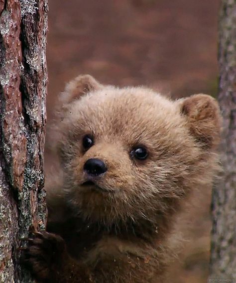 Baby Bear animals bear gif cute animals baby bear Phoebe Bird, Goodnight Sweetheart, Photo Ours, Bear Gif, Gif Png, Animal Bear, Slaap Lekker, Bear Pictures, Bear Cub