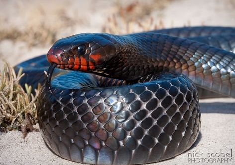 Indigo Snake, Snake Turtle, Largest Snake, Tropical Forests, Beautiful Wildlife, Reptile Habitat, Reptile Snakes, Crested Gecko, Southwest Florida