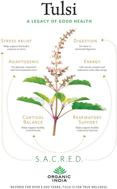 great chart Tulsi Plant, Medicinal Herbs Garden, Medical Herbs, Herbal Plants, Magic Herbs, Healing Plants, Herbal Healing, Herbal Magic, Herbs For Health