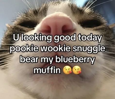 Funny Looking Cats, Pookie Wookie, Blueberry Muffin, Silly Cats Pictures, Very Funny Pictures, Silly Pictures, Funny Reaction Pictures, Cute Memes, Funny Cute Cats