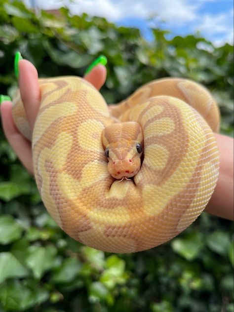 Albino Banana Ball Python, Pink Ball Python, Pastel Banana Ball Python, Milk Snake Morphs, Yellow Ball Python, Banana Python, Banana Snake, Piebald Ball Python, Banana Ball Python