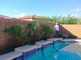 Arizona Backyard Landscaping With Pool, Palm Trees By Pool, Pygmy Date Palm, Arizona Backyard Landscaping, Small Pools Backyard, Palm Trees Garden, Yard Gnomes, Mini Palm Tree, Trees Landscaping