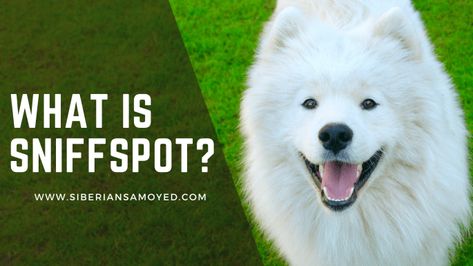 Sniffspot is a tool you can use to find and book private dog parks near you. Dog Parks, Multiple Dogs, Dog Birthday Party, A Safe Place, Large Backyard, Dog Birthday, Dog Park, High Energy, Safe Place