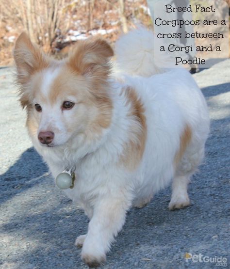 The Corgipoo is a mix between a corgi and a poodle – and they are sure to melt your heart. Corgi Poodle Mix, Corgi Doodle, Corgi Mix Breeds, Corgi Cross, Corgi Poodle, Doodle Google, Poodle Mix Puppies, Corgi Breeds, Mixed Breed Puppies