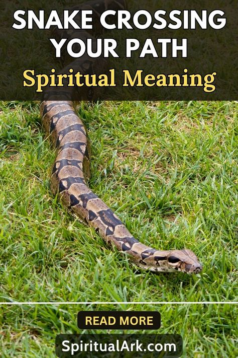 at the top of this post is the title that says, "snake crossing your path, spiritual meaning", at the center is a photo of a big snake crawling on the grass, there's a line that separates the main photo and the footer of this post, below the line is a button which contains the words "read more", and at the very bottom of this post is the website source which is "SpiritualArk.com" Snake Meaning, Snake Symbolism, Animal Symbolism, Spiritual Truth, Spiritual Meaning, Personal Journey, A Snake, Mental And Emotional Health, Spiritual Practices