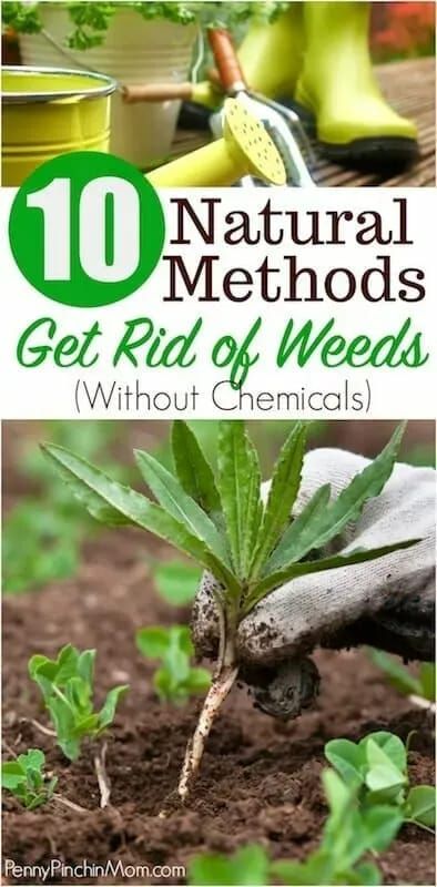 Kill Weeds Naturally, Gardening Basics, Killing Weeds, Kill Weeds, How To Garden, Weeds In Lawn, Garden Weeds, Organic Vegetable Garden, Home Vegetable Garden