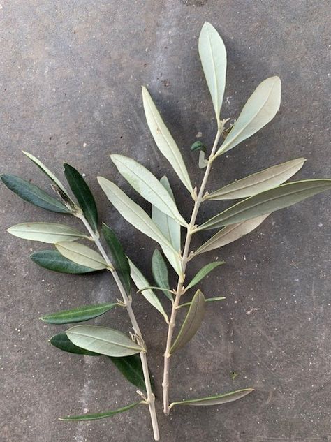 Olive Foliage Olive Foliage, Tan Wedding, Flower Guide, Olive Leaf, Castle Wedding, Olive Tree, Beautiful Blooms, Organic Shapes, Green Leaves