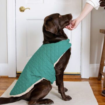 Quilted Dog Coat, Dog Coats Patterns Free Sewing, Diy Dog Coat, Fleece Diy, Beds Cute, Modern Dog Beds, Handmade Dog Toys, Dog Coat Pattern, Cute Dog Toys