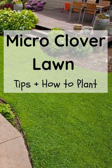 micro clover lawn front yards Small Lawn Landscaping, No Grass Landscape Ideas, Plant Clover Lawn, Texas Lawn Alternatives, Diy Lawn Makeover, Microclover Lawn Grass Alternative, Creeping Thyme Backyard, Clover And Grass Lawn, Clover Yard Lawn