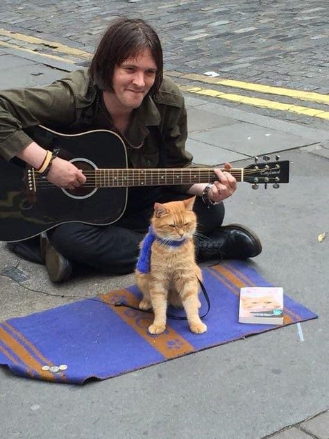 A Cat Named Bob, Bobcat Pictures, Street Cat Bob, Street Cat, Wallpaper Cat, Owning A Cat, Small Cat, Domestic Cat, Cat Names