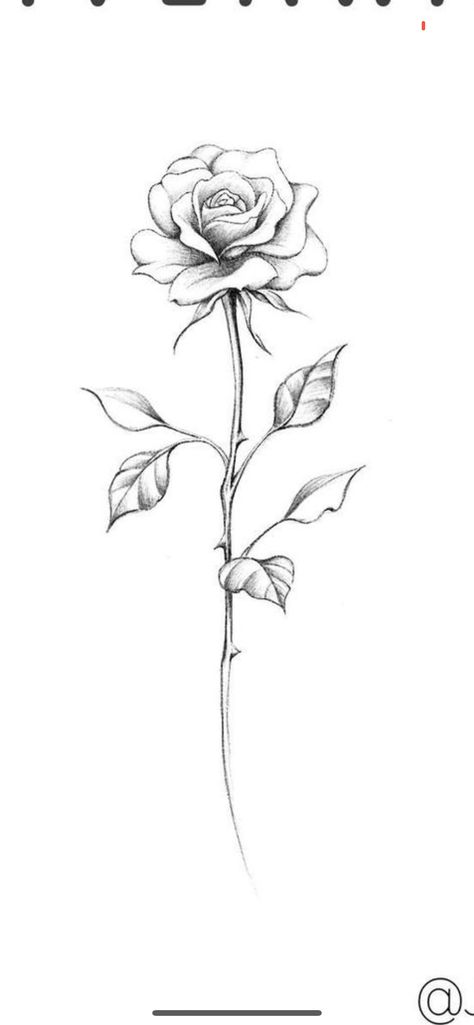 Long Stem Rose Tattoo Design, Simple Rose Tattoos For Women, Long Rose Tattoo, Rose Stem Drawing, Single Rose Tattoo Design, Rose Tattoo Template, Flower Stem Drawing, Chicano Rose Tattoo, Rose And Stem Tattoo