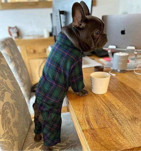 French Bulldog In Clothes, French Bulldog Photoshoot, Grey French Bulldog, French Bulldog Pajamas Women, French Bulldog Newborn Puppy, Bulldog Clothes, Funny Dog Jokes, French Bulldog Clothes, French Bulldog Funny