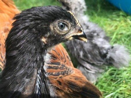 Chicks Week-by-Week (Weeks 1-6) | ThriftyFun Brooder Box, Chicken Coops, Pet Chickens, Chicken Coop, Coop, This Is Us, The Outsiders, Chicken, Black