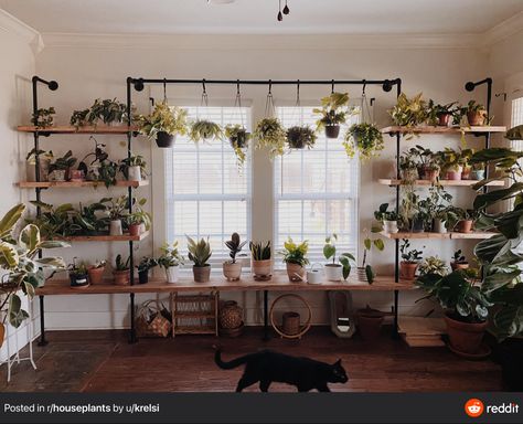 Plant Living Room Aesthetic, Plant Lights Indoor Setup, Indoor Plant Setup, Grow Lights For Houseplants, Plant Shelving, Plant Rooms, Indoor Plant Shelves, 2022 Kitchen, Plant Styling