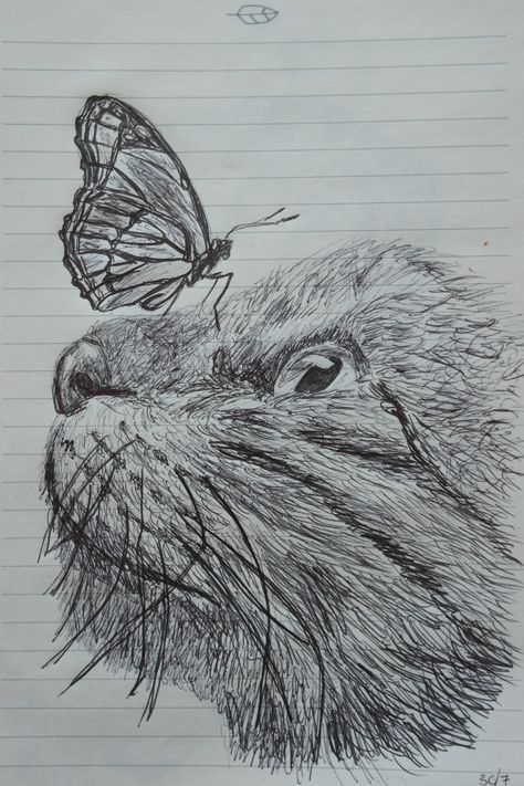 This kitten is obsessed with the little butterfly on his nose! #drawing #pen #black Butterfly On Nose Drawing, Butterfly On Nose, Nose Drawing, Little Butterfly, Drawing Pen, Butterfly Drawing, Drawing Ideas, Kittens, Pen