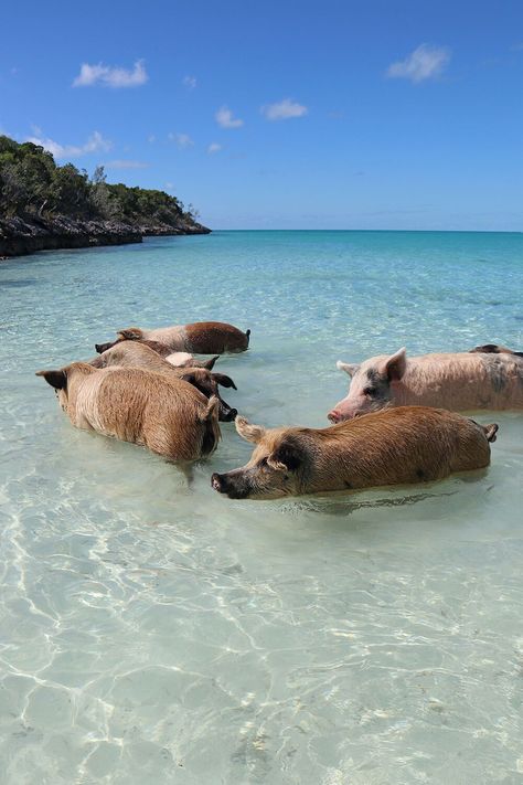 Pigs in the Shallow Waters in Big Major Cay Bahamas Pigs In The Bahamas, Bahamas Pigs, Pig Beach, Big Pigs, Adventurous Honeymoon, Uninhabited Island, Bahamas Island, Bahamas Vacation, Power Boats