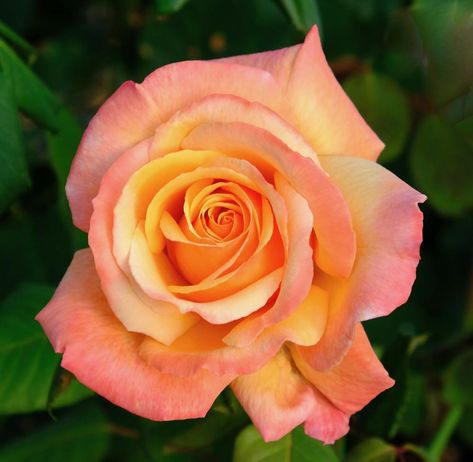 Tahitian Sunset Rose, Sunset Roses Wedding, Peace Rose, Flower Blooming, Rose Bushes, Draw Flowers, Fragrant Roses, Sunset Rose, California Garden