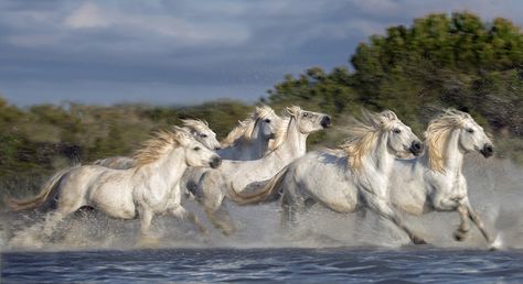 A herd of white horses gallop through the calm saltwater delta of the Camargue which lies on the Rhone river in southern France Camargue Horse, Horses Running, Horse Galloping, Andalusian Horse, Running Horses, Wild Spirit, White Horses, Wild Nature, Horse Photography