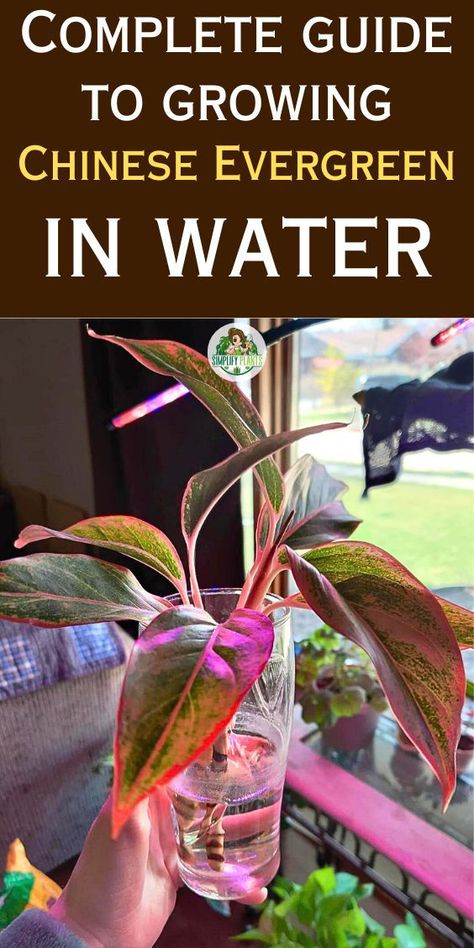 Indoor plants grow in water, hydroponic indoor plants, water propagation plants, indoor water garden, water-grown indoor plants, indoor hydroponic gardening, water-cultivated indoor plants, indoor aqua plants, water-based indoor gardening, indoor hydroponic plants -Chinese Evergreen, water propagation, growing plants in water, indoor water 
gardening, hydroponic Chinese Evergreen, water culture propagation, 
water-rooting Chinese Evergreen, aquatic Chinese Evergreen, water-based 
plant care Plant In Water, Chinese Evergreen Plant, Benefits Of Water, Water Propagation, Chinese Evergreen, Plants Indoor, House Plants Indoor, House Plant, Water Plants