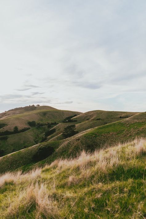 A couple of sheep standing on top of a lush green hillside photo – Free New zealand Image on Unsplash North Island New Zealand, New Zealand Beach, Outdoor Trees, Beach Images, Tree Images, Picture Gifts, Ocean Wallpaper, City Wallpaper, Grey Wallpaper