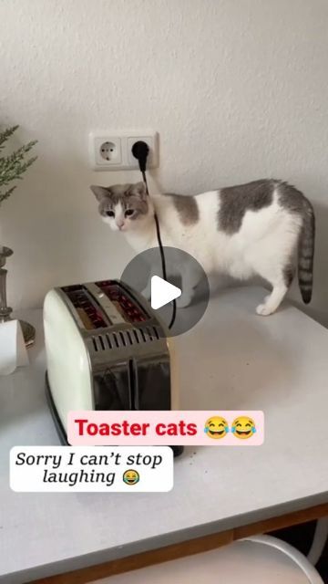 Animal Humor Hilarious, Cat Jokes For Kids, Funny Kitty Videos, Funny Cats And Dogs Videos, Funny Cat Memes Hilarious, Funny Videos Cats, Funny Pets Videos, Funny Cat Videos Can't Stop Laughing, Funny Cat Videos Hilarious