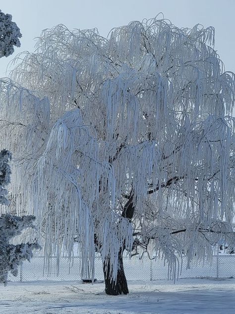 Weird, Fantastic, Beautiful and Odd | Weeping Willow Tree after Ice Storm. | Facebook A Weeping Willow Tree, Ephemera Ideas, Beautiful Winter Pictures, Persephone Goddess, Ice Photography, Winter Landscape Photography, Deep Winter Colors, Old Time Christmas, Fata Morgana